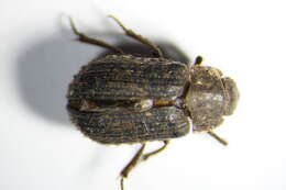 Image of Hide beetle