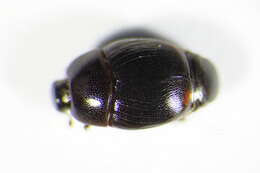 Image of Gnathoncus communis (Marseul 1862)