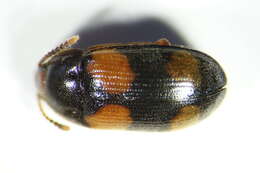 Image of <i>Mycetophagus quadripustulatus</i>