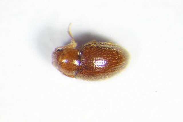 Image of Handsome fungus beetle