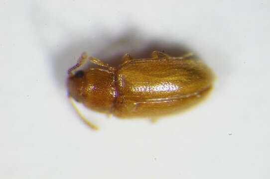 Image of Pleasing fungus beetle