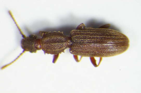 Image of Oryzaephilus