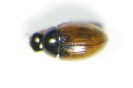 Image of Water scavenger beetle