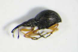 Image of Apionidae