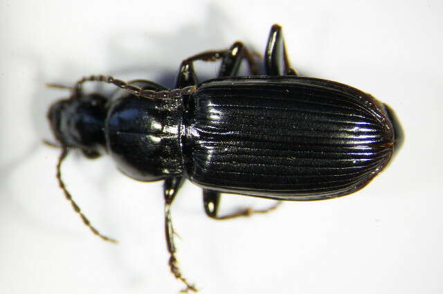 Слика од Pterostichus (Pseudomaseus) anthracinus (Illiger 1798)