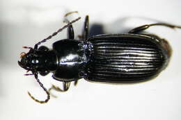 Слика од Pterostichus (Pseudomaseus) anthracinus (Illiger 1798)