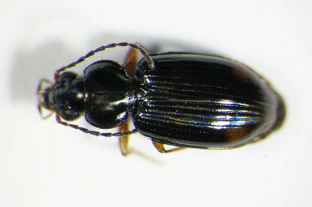 Imagem de Bembidion (Philochthus) biguttatum (Fabricius 1779)