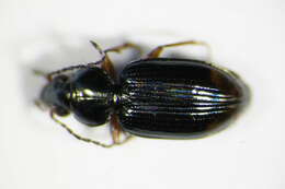 Imagem de Bembidion (Philochthus) biguttatum (Fabricius 1779)