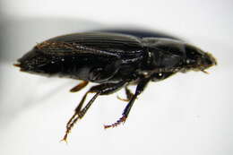 Anisodactylus (Anisodactylus) binotatus (Fabricius 1787) resmi