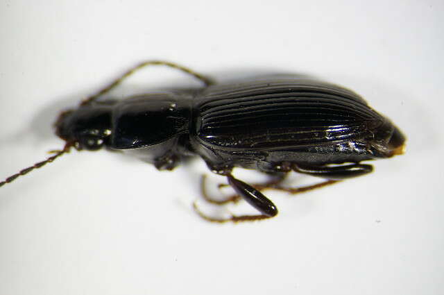 Image of Carabidae