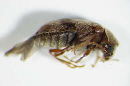 Image of <i>Ochina ptinoides</i>