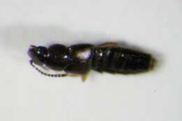 Image of <i>Acrotona orbata</i>