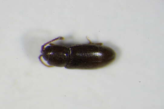 Image of Silken fungus beetle