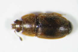 Image of Epuraea unicolor