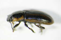 Image of Prasocuris (Prasocuris) phellandrii (Linnaeus 1758)