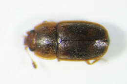 Image of Epuraea unicolor