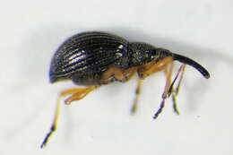 Image of Apionidae