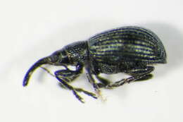 Image of <i>Ischnopterapion virens</i>