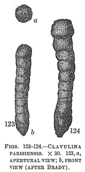 Clavulina multicamerata Chapman 1907 resmi