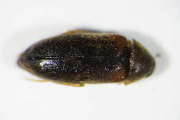 Image of Hallomenus axillaris