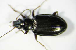 Imagem de Bembidion (Bembidionetolitzkya) geniculatum Heer 1837