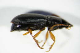 صورة Harpalus (Harpalus) luteicornis (Duftschmid 1812)