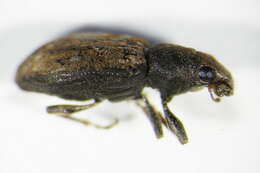 Image of Clover Root Weevil