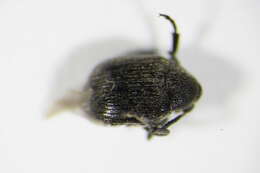 Image of Broom Seed Beetle