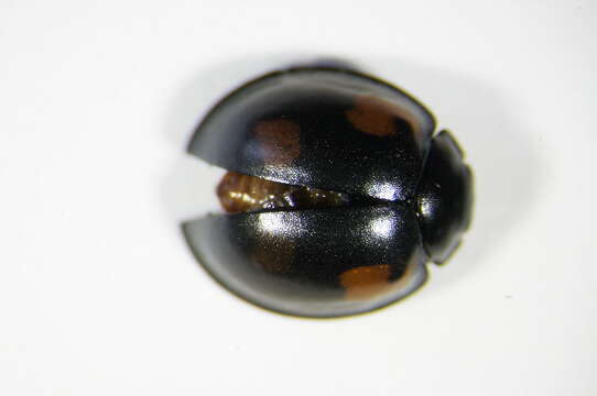 Image of Pine Lady Beetle