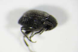 Image of Broom Seed Beetle