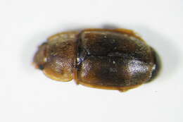 Image of Epuraea unicolor