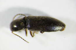 صورة <i>Agriotes pallidulus</i>