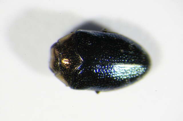 Image of Metallic wood-boring beetle