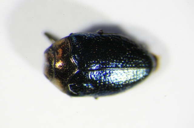 Image of Metallic wood-boring beetle