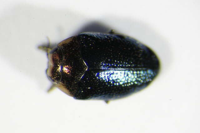 Image of Metallic wood-boring beetle