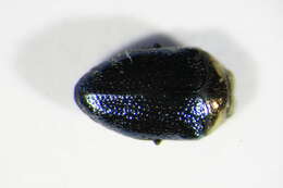 Image of Metallic wood-boring beetle