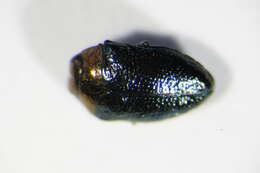 Image of Metallic wood-boring beetle