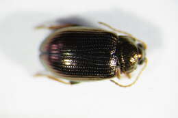 Image of <i>Crepidodera aurea</i>