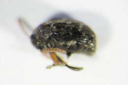 Image of <i>Bruchus luteicornis</i>
