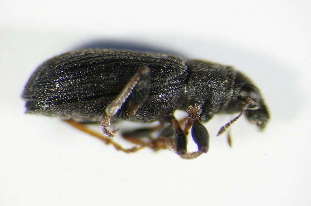 Image of Pea Leaf Weevil