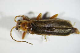 Image of <i>Cantharis figurata</i>