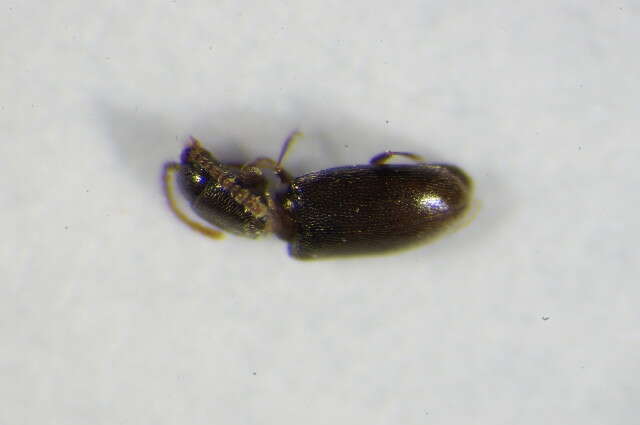 Image of Silken fungus beetle