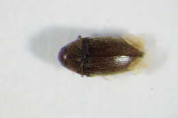 Image de <i>Trixagus obtusus</i>