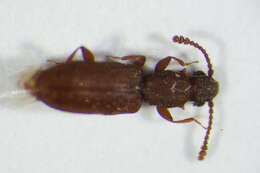 Image of Beetle