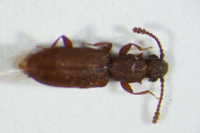 Image of Beetle