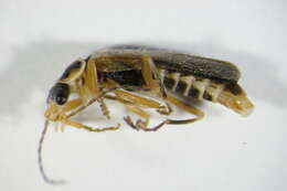 Imagem de <i>Cantharis decipiens</i>