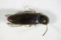 صورة <i>Agriotes pallidulus</i>