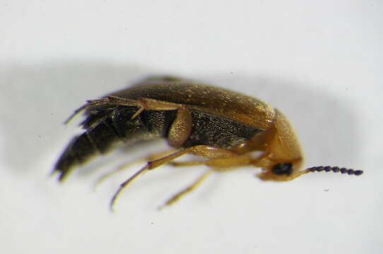 Image of <i>Anaspis flava</i>