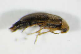 Image of <i>Anaspis maculata</i>