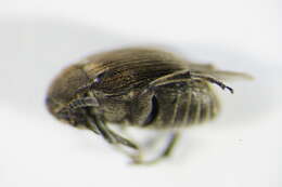 Image of Broom Seed Beetle